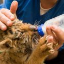 Travailler avec les animaux : métiers diplômes et formations Travailler avec les animaux : métiers diplômes et formations