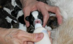 BPA Travaux De L’elevage Canin